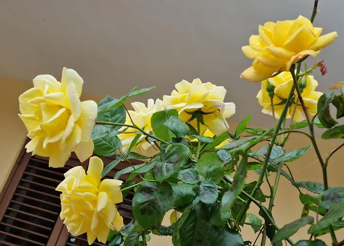 Bed & Breakfast Grace's House 3*